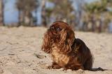 KING CHARLES SPANIEL 008